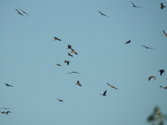 Milvus migrans migrans