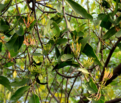 Loranthaceae
