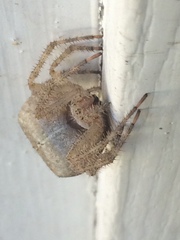 Araneus cavaticus