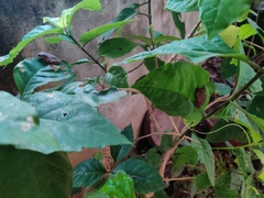 Pseudophilautus wynaadensis