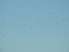 Milvus migrans migrans
