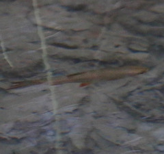 Squalius cephalus