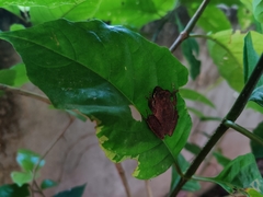 Pseudophilautus wynaadensis