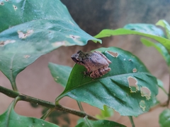 Pseudophilautus wynaadensis