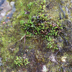 Notogrammitis crassior