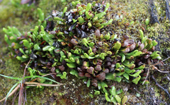 Notogrammitis crassior