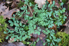 Ceratocapnos claviculata