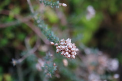 Erica cinerea