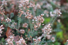 Erica cinerea