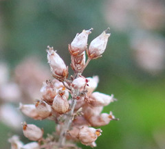 Erica cinerea