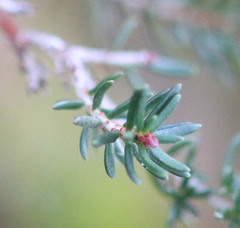 Erica cinerea