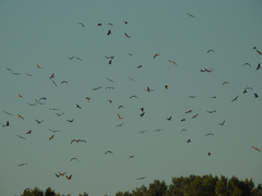 Milvus migrans migrans