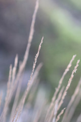 Agrostis curtisii