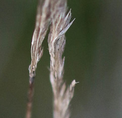 Agrostis curtisii