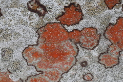 Arthonia rubrocincta