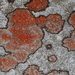 Arthonia rubrocincta - Photo (c) John Plischke, μερικά δικαιώματα διατηρούνται (CC BY-NC), uploaded by John Plischke