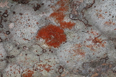 Arthonia rubrocincta