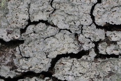 Fibrillithecis halei