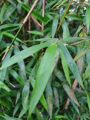 Bambusa pachinensis