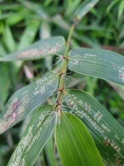 Bambusa pachinensis