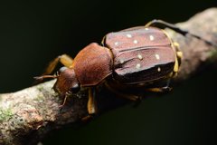 Epitrichius elegans