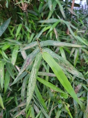 Bambusa pachinensis