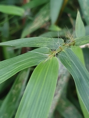 Bambusa pachinensis