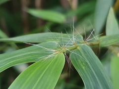 Bambusa pachinensis