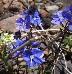 Veronica orientalis