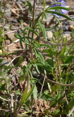 Veronica orientalis