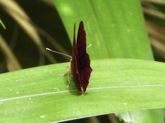 Abisara saturata kausambioides