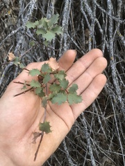 Quercus × alvordiana