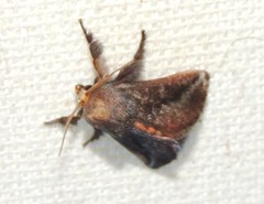Doratifera stenora