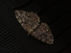 Rheumaptera meadii