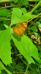 Papilionoidea