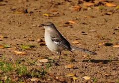 Mimus polyglottos