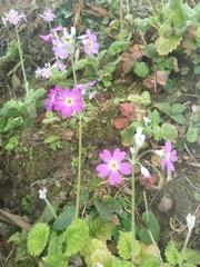 Primula malacoides