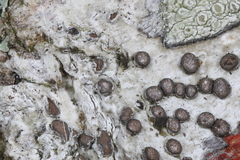 Glyphis scyphulifera