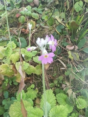 Primula malacoides