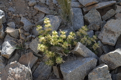 Lagochilus seravschanicus