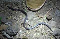 Atractaspis bibronii