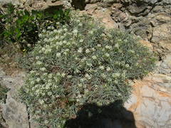 Hormathophylla