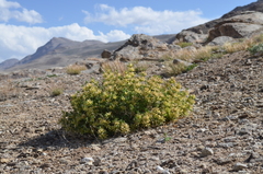 Lagochilus seravschanicus