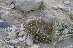 Acantholimon