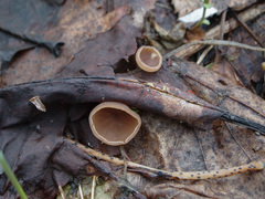 Ciboria amentacea