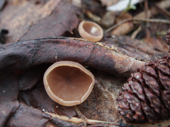 Ciboria amentacea