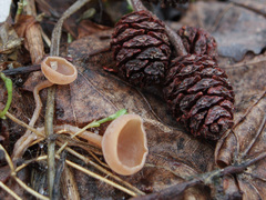 Ciboria amentacea