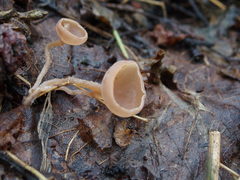 Ciboria amentacea