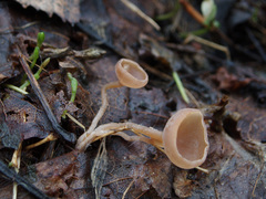 Ciboria amentacea