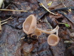 Ciboria amentacea